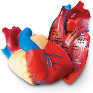 Learning Resources Cross-Section Human Heart Model, Large Foam Classroom Demonstration Model, 2Piece, Grades 2+, Ages 7+ Multi-color, 5 x 5 x 5 inches