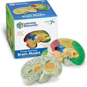 Learning Resources Cross-section Brain Model, 2 Piece, Color Coded, Ages 7+