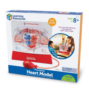 Learning Resources Pumping Heart Model