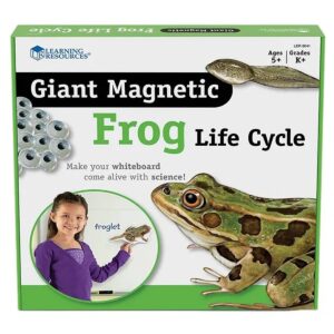 Learning Resources - Magnetic Frog Life Cycle